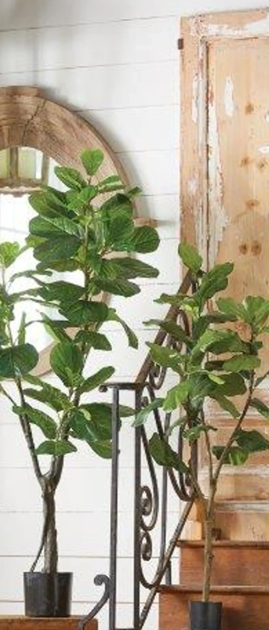 Raz 54" Potted Fiddle Leaf Fig Artificial Tree Decoration 3902097